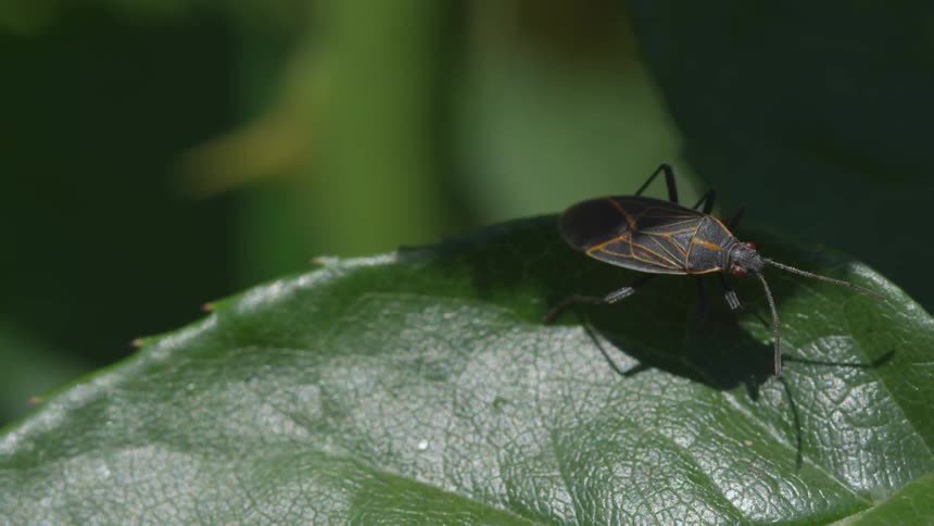 An insect on a leaf
