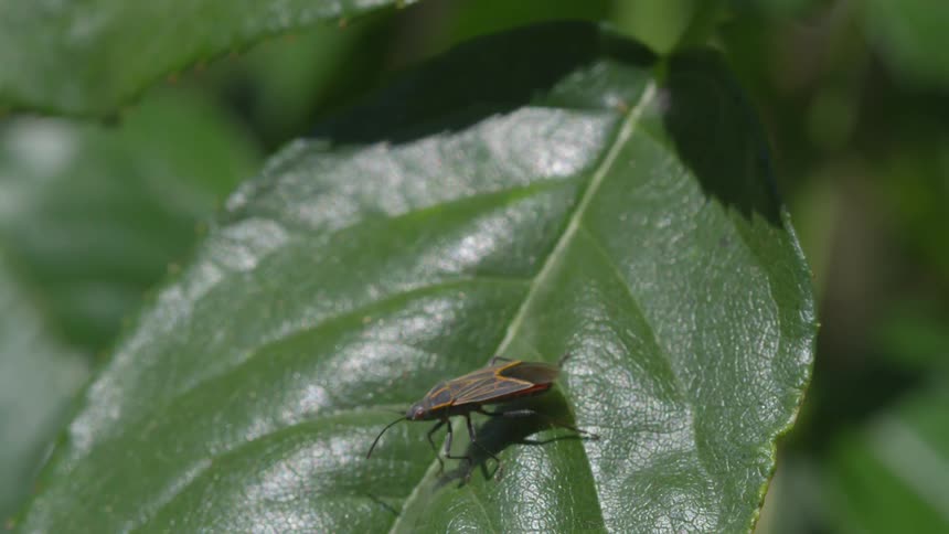 Insect on a leaf