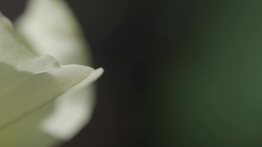 A black bug with reddish wings flies off a white flower