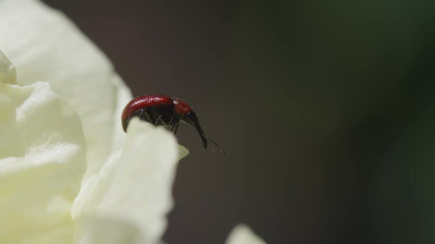 Beetle on a petal