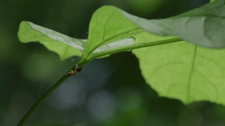 Ant climbing on a leaf