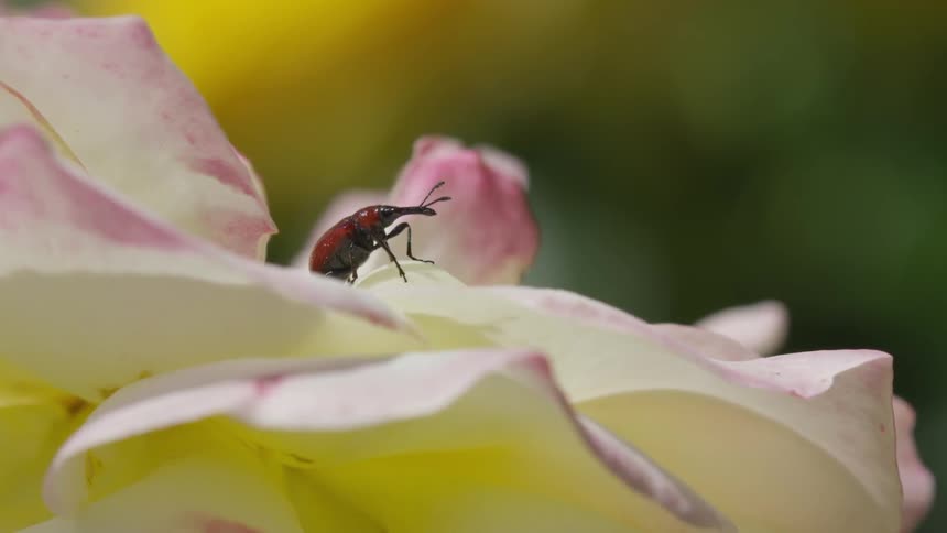 A ladybug rests on a flower
