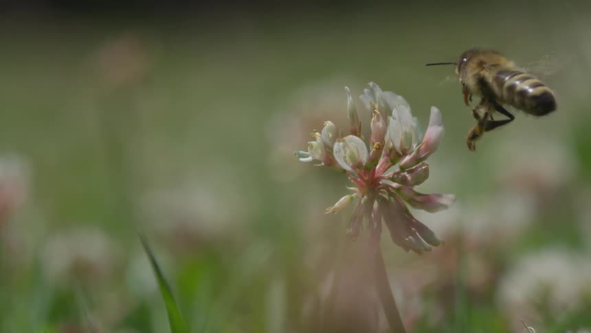 Bee climbs on flower then flies away