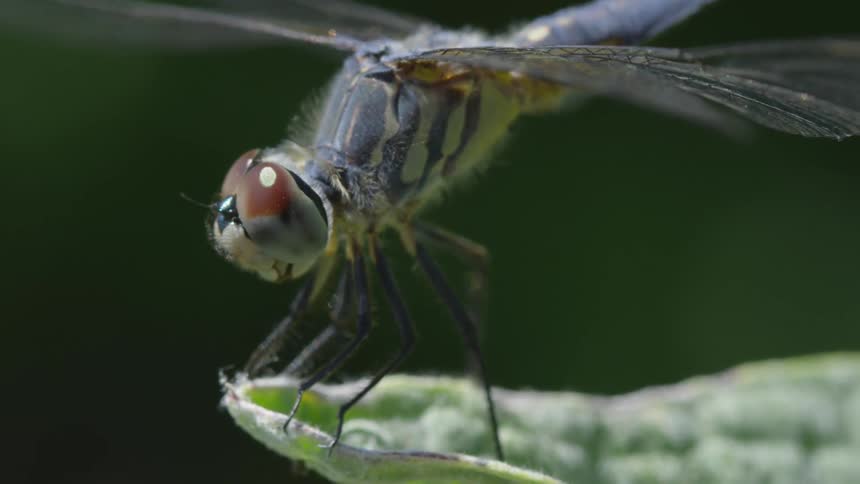 Dragonfly on a leaf