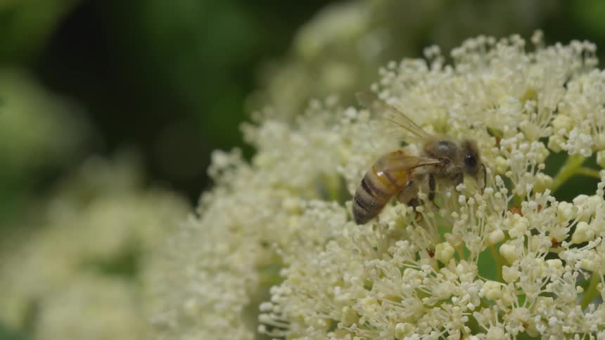 Honey bee pollinating flowers