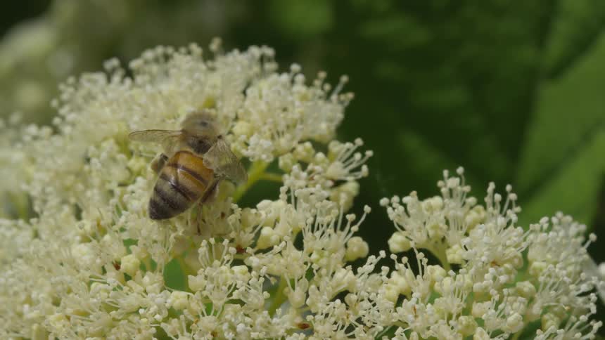 A bee sits on top of a flowering plant