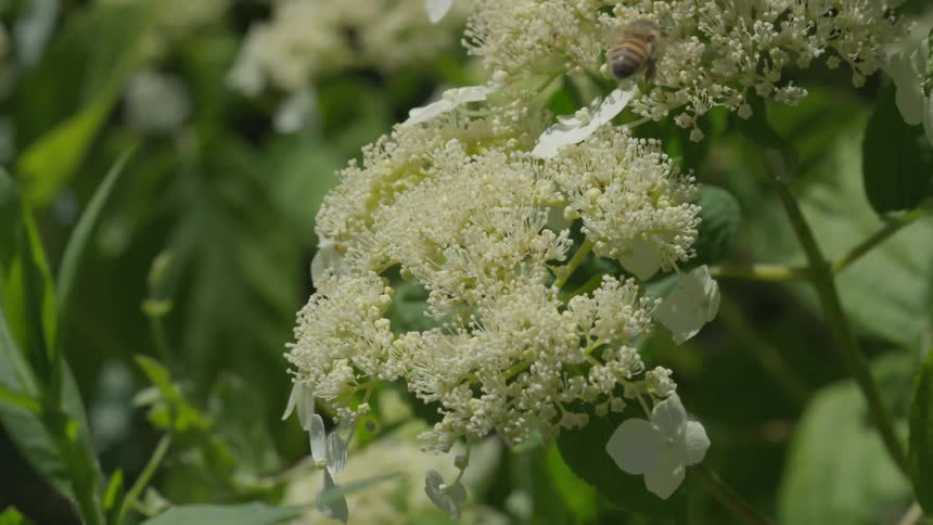 A bee searches flowers for pollen