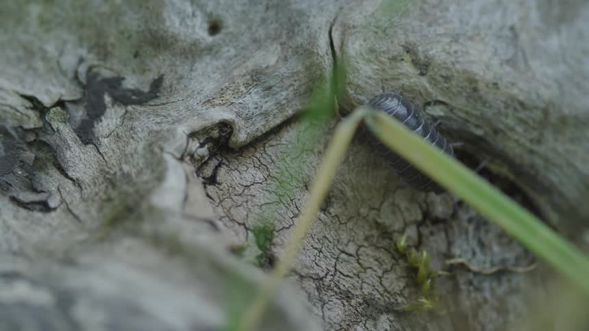 An insect walking on a tree bark