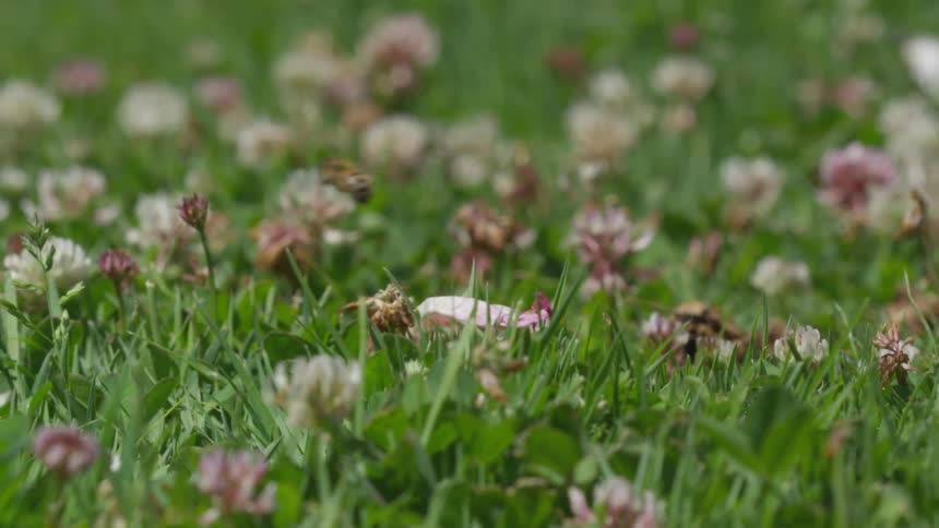 Honey bees pollinating flowers