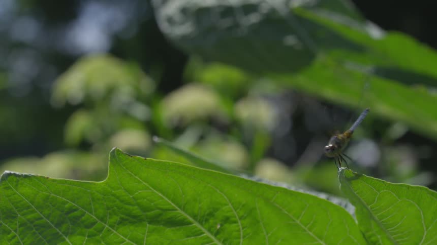 A dragon fly takes off from a leaf