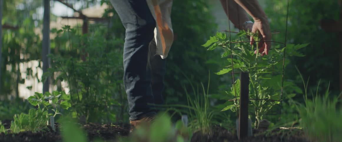 A gardener bends over and pulls plant leaves up and through a tomato cage