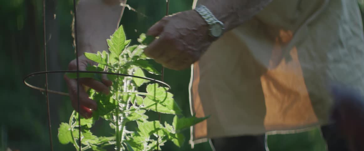 A man is checking some crops in a net