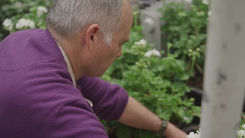 An elderly with purple shirt gardening