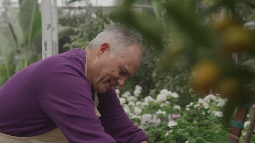 A man smiles as he gardens in a green house working on flowers