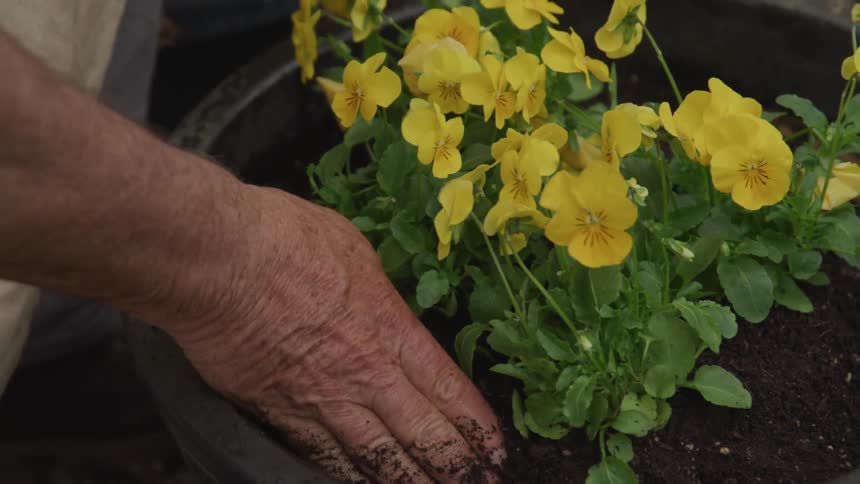 An elderly hand carefully handle yellow flower plant soil