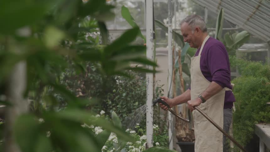 A man waters flowers with a hose in a greenhouse