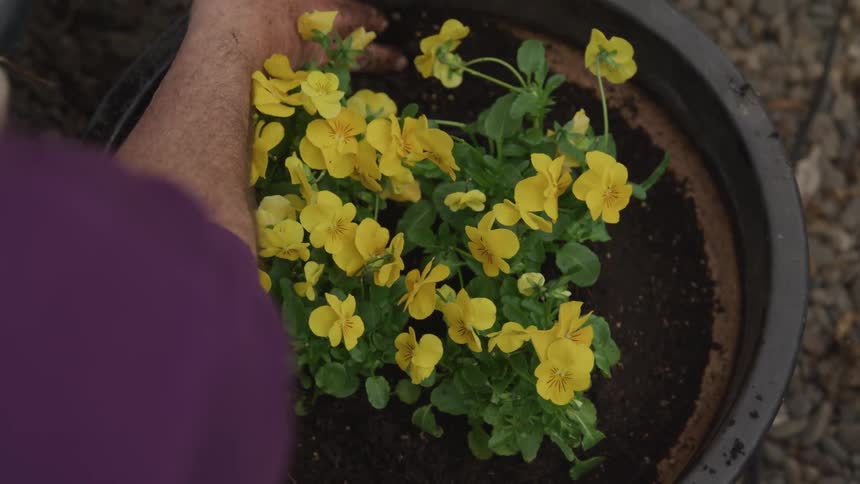 Man tends to some yellow flowers in a pot