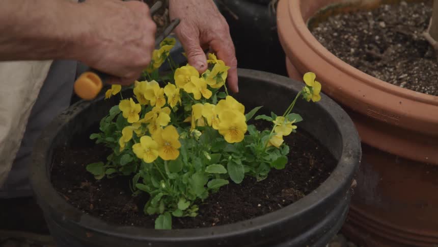 A man that is tending to some potted flowers in a garden