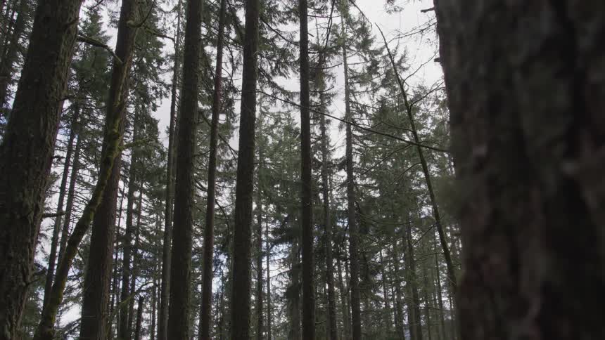 A forest with the sky and clouds in the background