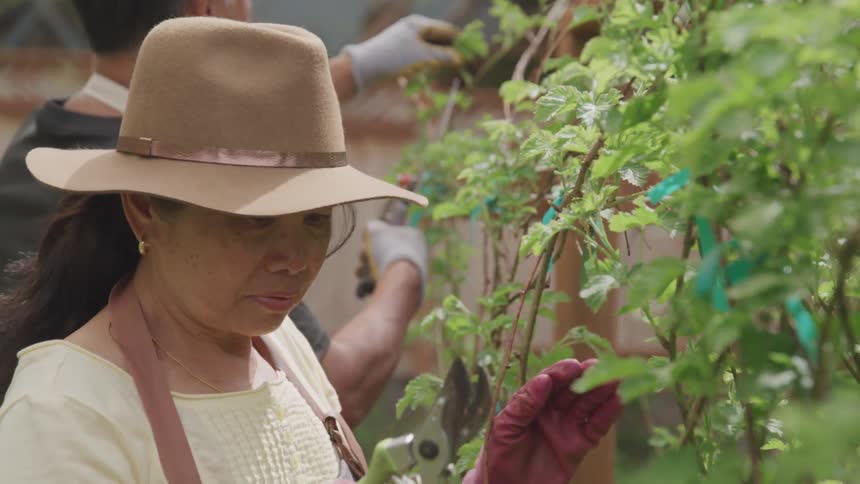 People pruning vines
