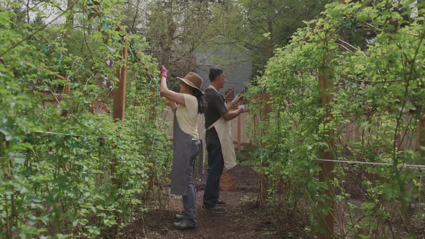 Two people work in a garden