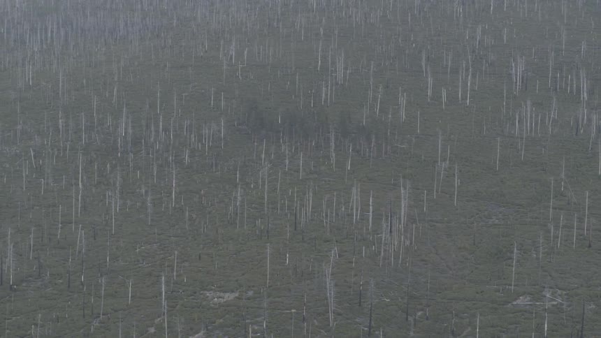 Many dead trees