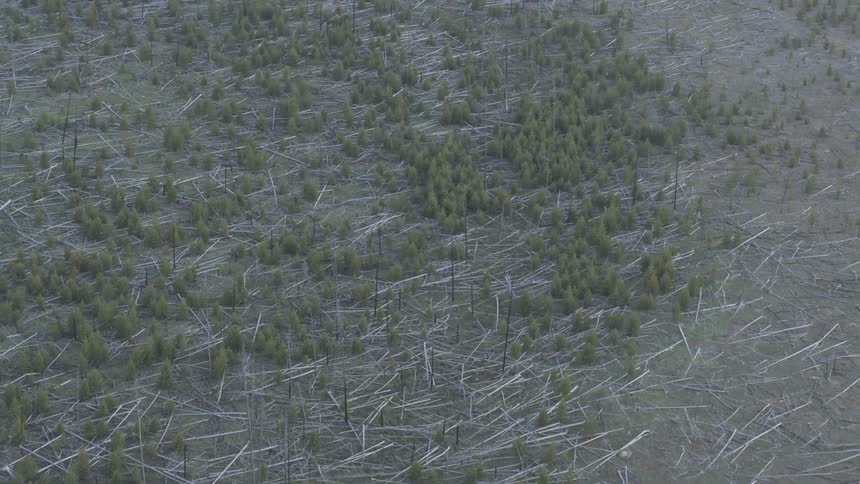 Birds eye view of trees in a barren forest
