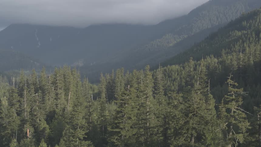 Trees are covering the mountainside