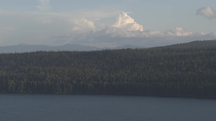 The coastline of a pine forest on a sunny day