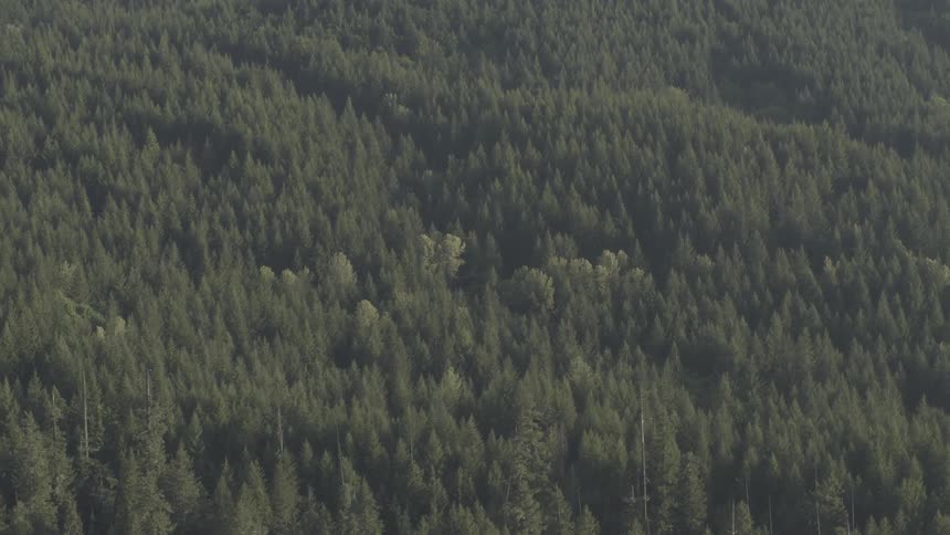 A forest with trees at daytime