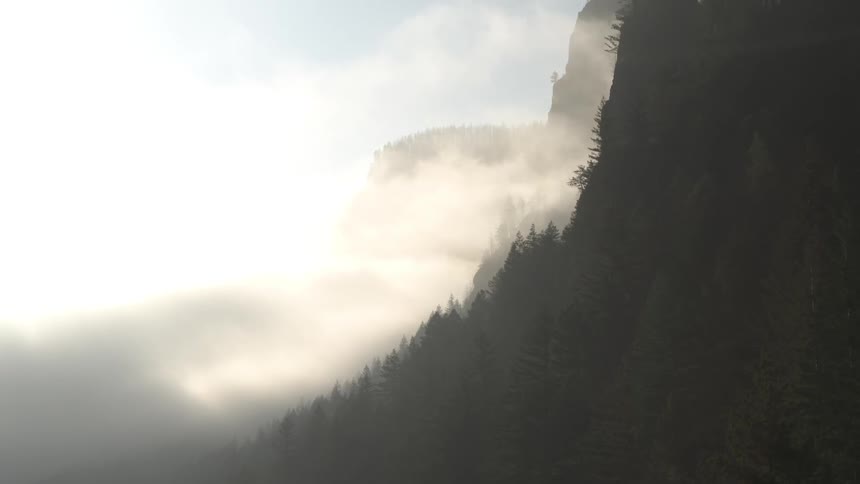 A forest growing on a steep mountain covered in mist