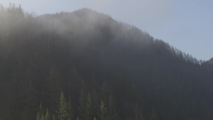 Trees are covering the mountainside