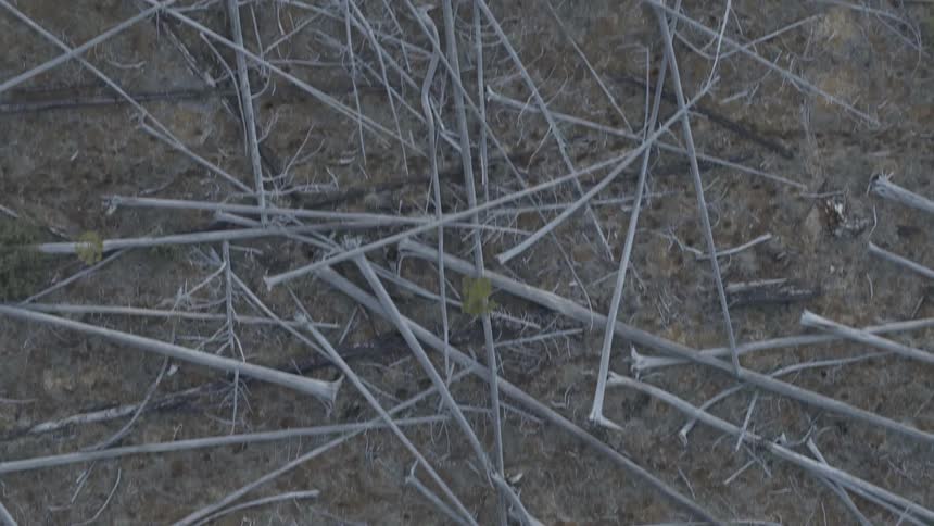 Branches are laying on the ground outdoors