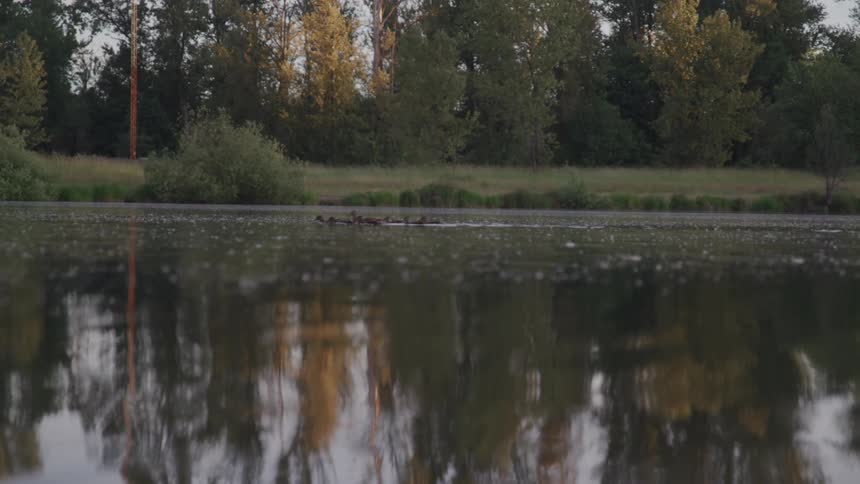 Ducks swim across a pond