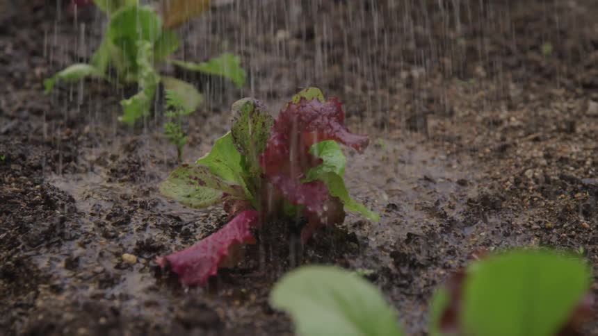A plant being watered