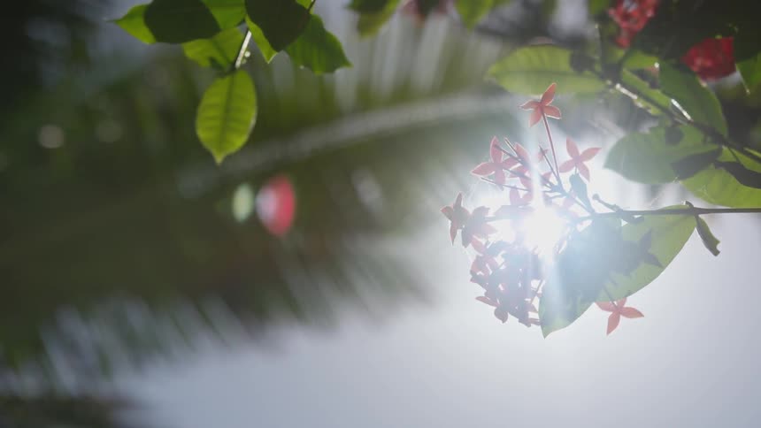 Sun rays shining through a jasmine plant