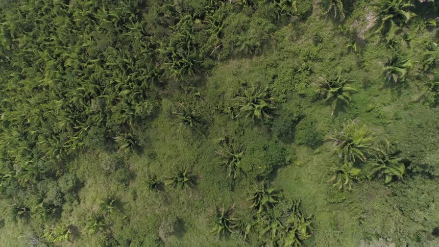 An aerial view of trees growing in a jungle