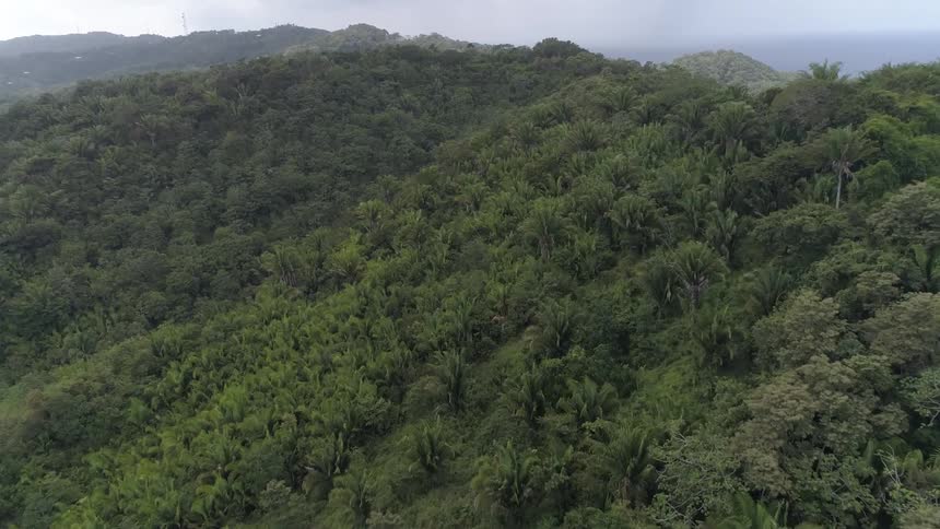 Trees are covering the hills in the horizon
