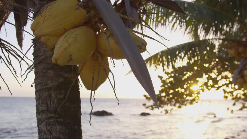 Fruit is displayed on a tree