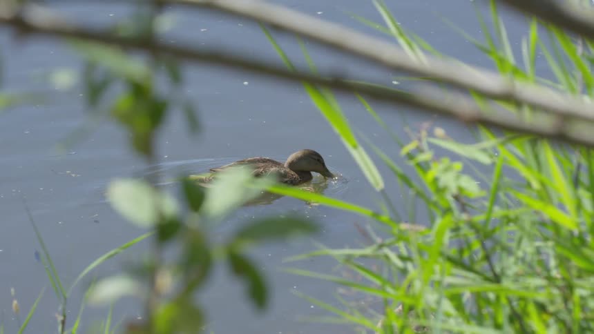 A lone duck swimming in a lake during the day