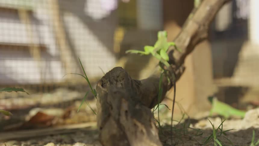 Lizards in a enclosure