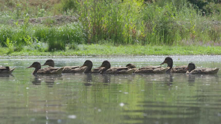 Ducks float thought lake on a sunny day