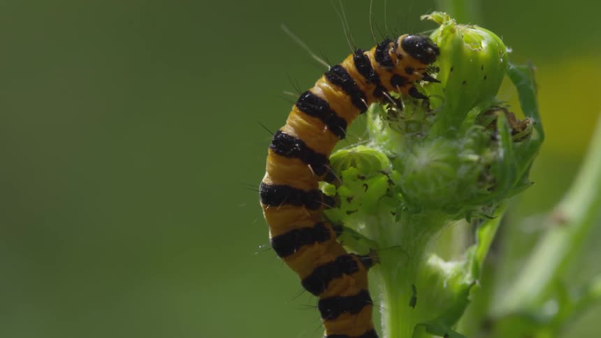 Black and orange insect feeds on some greenery