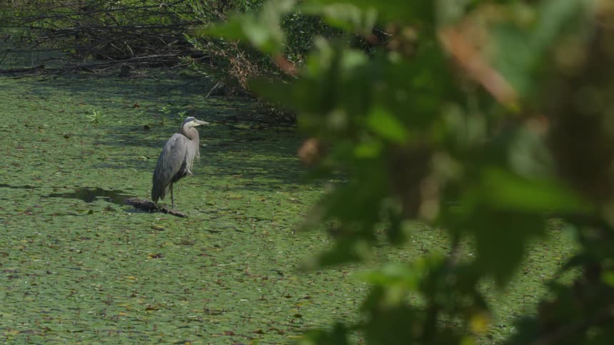A crane sits still in a swamp