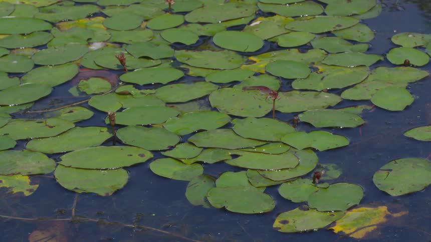 Lily pads on top of water