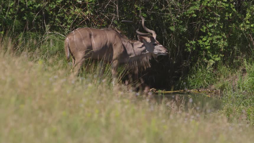 An animal drinks out of a stream