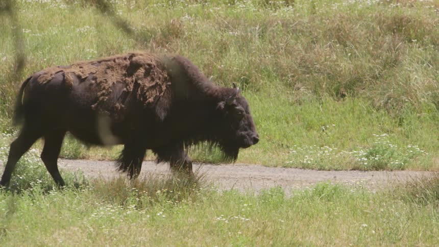 A brown ox slowly walks and grazes in a field