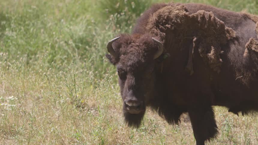 A buffalo stands in a grassy field