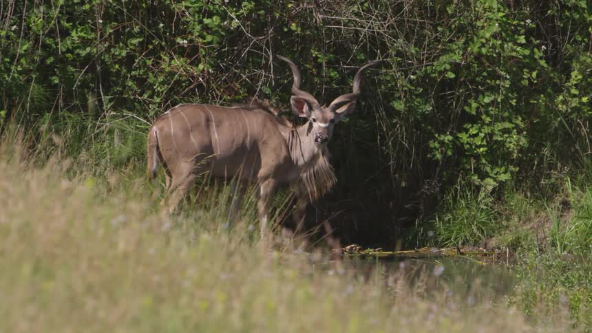 A spiral horned antelope grazes on grass near a small water body