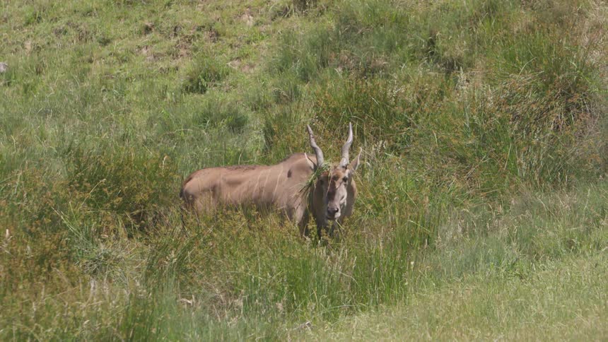 A wild animal eats grass in a field